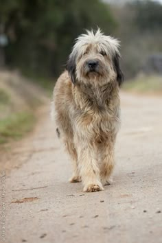 a shaggy haired dog walking down a dirt road