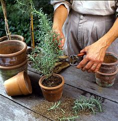 a person is cutting plants in pots on a table