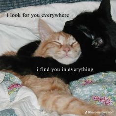 two cats cuddle together on a bed with the caption i look for you everywhere