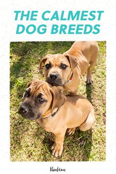 two brown dogs standing next to each other on top of green grass with the words, the calmest dog breeds