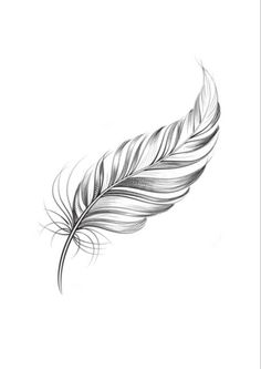 a black and white drawing of a feather