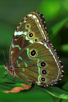 a butterfly sitting on top of a green leaf with the words rest my child if you need