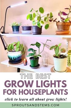 the best grow lights for houseplants click to learn all about growing plants and how to use them