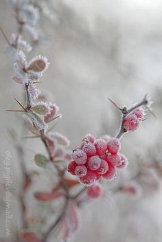 some pink flowers with frost on them