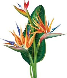 an image of birds of paradise flowers on a white background