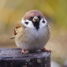 a small bird sitting on top of a wooden post