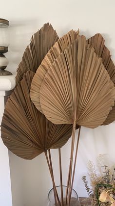 three large brown fan shaped plants in a glass vase on a table next to a wall