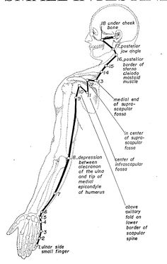 heart meridian line Acupressure Points Chart, Heart Meridian, Traditional Chinese Medicine Acupuncture, Acupuncture Points Chart, Meridian Lines, Message Therapy, Polarity Therapy, Physical Therapy Assistant, Small Intestine