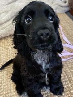 a small black dog sitting on top of a bed