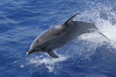 a dolphin is jumping out of the water