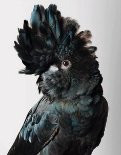 a black and white bird with feathers on it's head