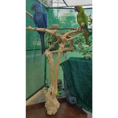 two parrots are perched on the branches of a tree in an indoor bird enclosure