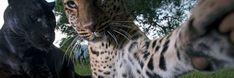 a close up of a black cat and a leopard