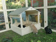 two rabbits and one bunny in a chicken coop with their own rabbit house on the grass