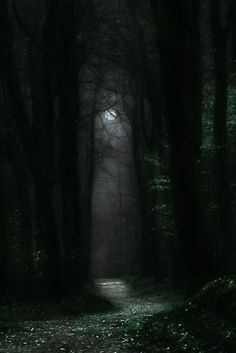 a dark forest filled with lots of trees covered in leaves and light at the end