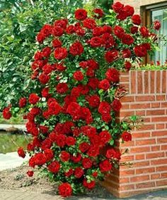 red roses growing on the side of a brick wall