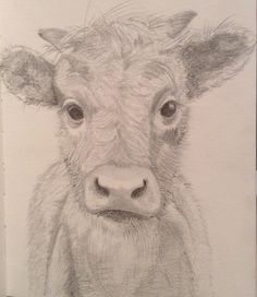 a pencil drawing of a cow's face and nose, looking at the camera