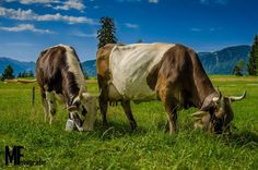 two cows eating grass in a field with mountains in the background