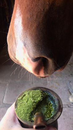 a person is feeding a horse some green powder from a bowl in front of their face