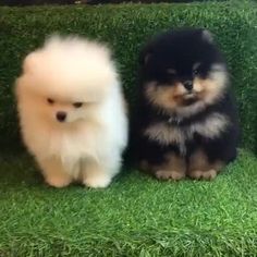 two small dogs sitting next to each other on green grass