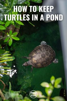 a turtle swimming in a pond with the words how to keep turtles in a pond