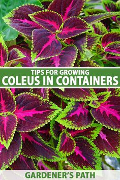 purple and green leaves with the words tips for growing coleius in containers