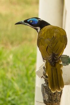 a small bird perched on top of a piece of wood next to a window sill