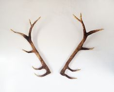 two deer antlers are shown against a white background with no one in the photo