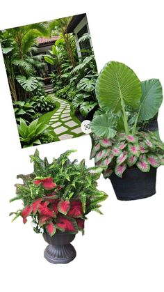 three different types of plants are shown in this collage, one is green and the other is red