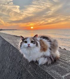 a cat is sitting on the edge of a wall near the ocean at sunset or dawn