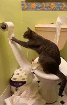 a cat sitting on top of a toilet in a bathroom next to rolls of toilet paper