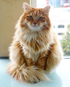 an orange and white cat sitting on top of a blue table next to a window