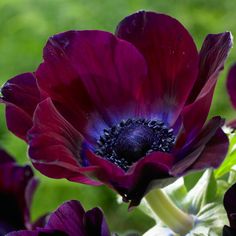 purple flowers with green leaves in the background