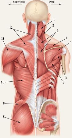 the muscles are labeled in this diagram