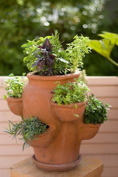 there is a potted plant on top of a wooden block