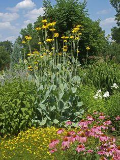 a garden filled with lots of different types of flowers