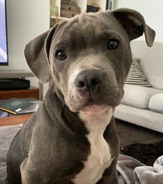 a gray and white dog sitting on top of a rug