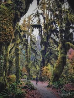 a person walking down a path in the middle of some mossy trees and plants