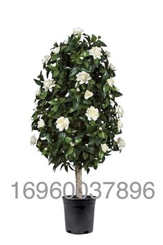 a potted plant with white flowers on it's side, in front of a white background