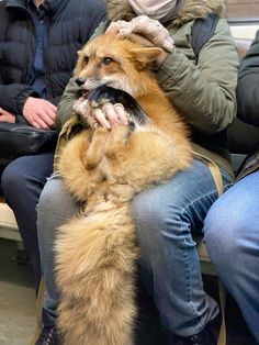 a person sitting on a bench with a dog in their lap and people behind them