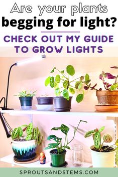 three shelves filled with potted plants and text that reads grow light questions answered check out this easy guide