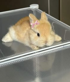 a small brown and white rabbit sitting in a plastic container