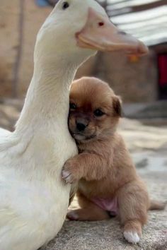 a small dog sitting next to a duck