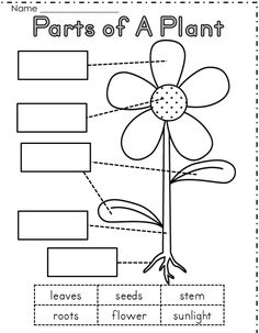 parts of a plant worksheet