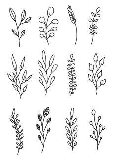 the different types of plants drawn by hand