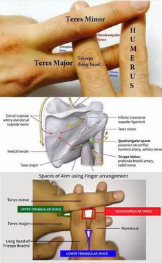 Physical Therapy School, Physical Therapy Student, Physical Therapy Assistant, Human Body Anatomy, Muscle Anatomy