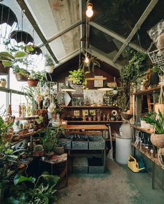 a room filled with lots of potted plants