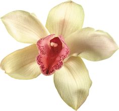 a white and pink flower on a white background