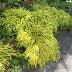 some very pretty green plants by the sidewalk