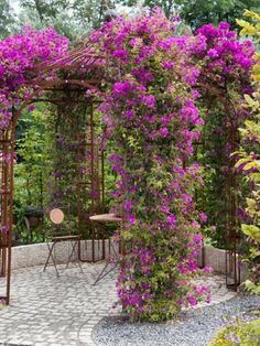 an outdoor garden with purple flowers growing on the arbor and tables in the background,